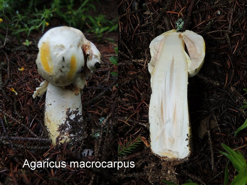 Agaricus macrocarpus-amf154.jpg - Agaricus macrocarpus Syn: Psalliota macrocarpa  - Nom français: Agaric géant des bois